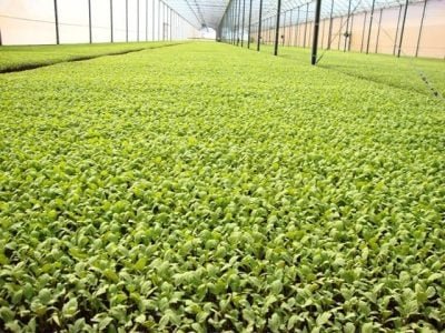 Crédito Rodrigo Vieira da Silva