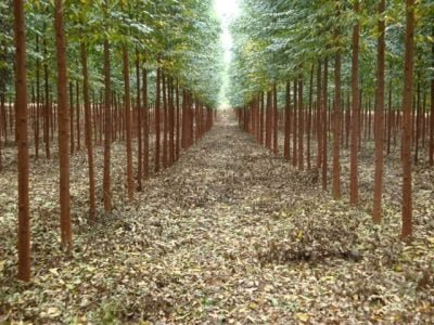 Crédito Ronaldo Silveira