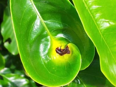 Crédito Santinato&Santinato