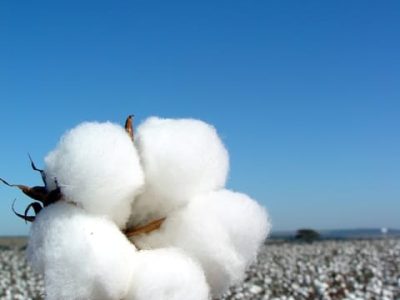 Crédito  Saulo Alves