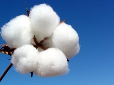 O evento aconteceu no dia 27 de junho, em Patos de Minas, na Fazenda da Amipa, e contou com 525 participantes. O Dia de Campo discutiu a qualidade e sustentabilidade do algodão mineiro, além de perspectivas para o mercado e estratégias de compras de insumos - Crédito Saulo Alves