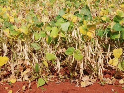 Lavoura de Feijão Crédito-Sebastião-Araújo