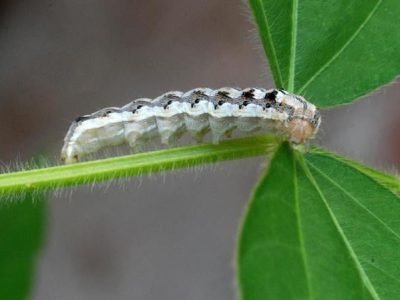 Helicoverpa armigera