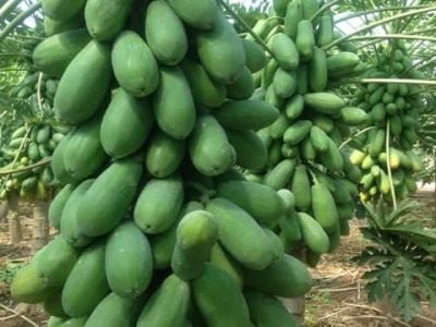 Crédito Sérgio Marin