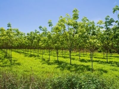 Crédito Shutterstock