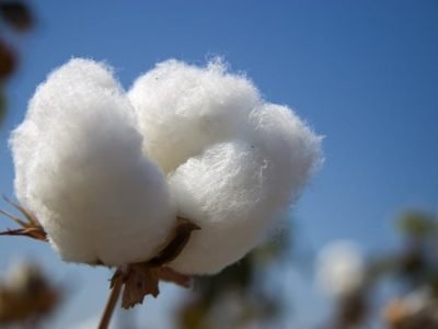 Crédito Shutterstock