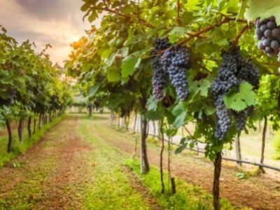 Uva - Crédito Shutterstock