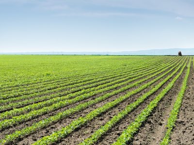 Crédito Shutterstock