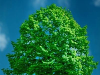 Crédito Shutterstock