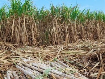 Crédito Shutterstock