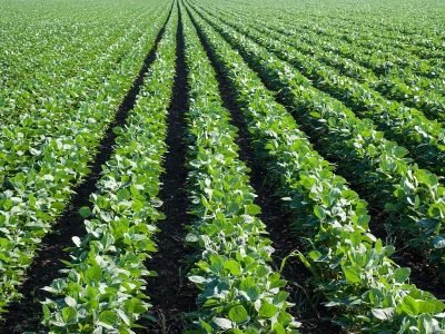 Crédito Shutterstock