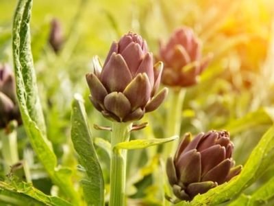 Crédito Shutterstock