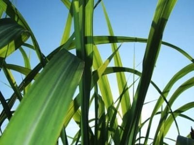 Crédito Shutterstock