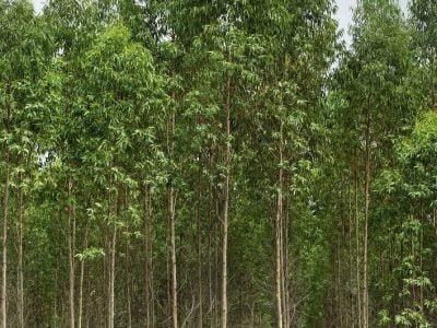 Crédito Shutterstock