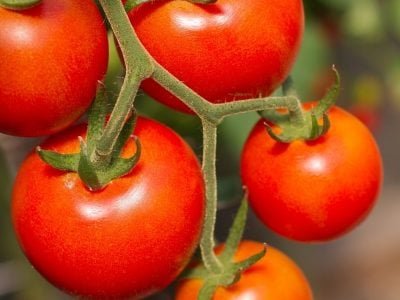 Crédito Shutterstock