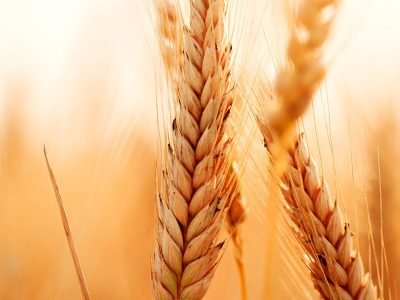 Foto-01-Crédito-Shutterstock-1