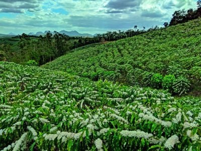 Lavoura de café - Crédito: Shutterstock