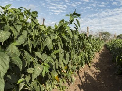 Plantação - Crédito: Shutterstock