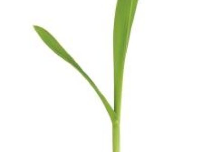 Foto-01-Credito-Shutterstock-10-2021