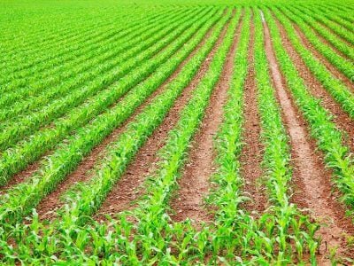 Foto-01-Crédito-Shutterstock-2