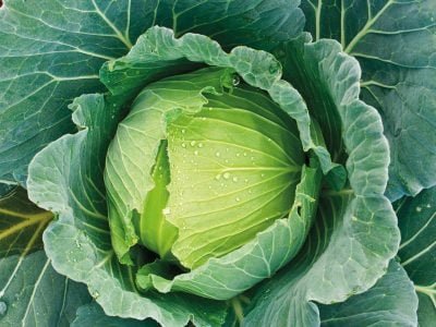 Qual a oferta de genética de repolhos no Brasil?