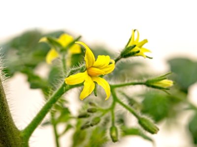 Crédito Shutterstock