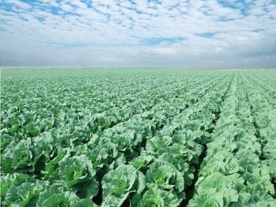 Crédito Shutterstock