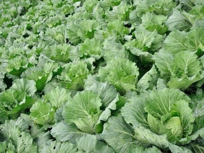 Crédito Shutterstock