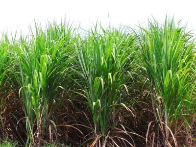 Foto-01-Crédito-Shutterstock-5