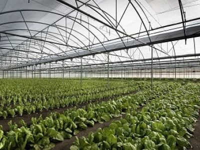 Crédito Shutterstock