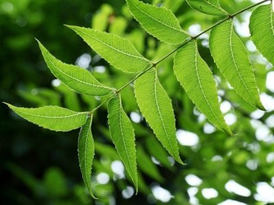 Neem leaves -Medicinal plant