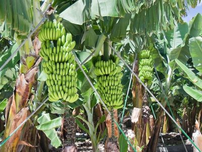 Crédito Shutterstock