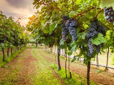 Crédito Shutterstock