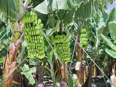 Crédito Shutterstock