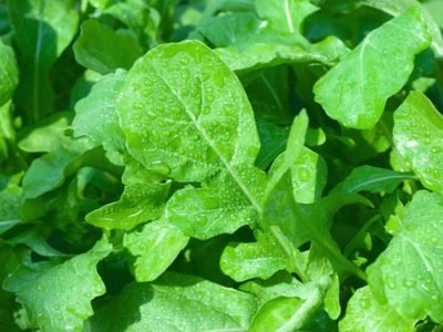 Crédito Shutterstock