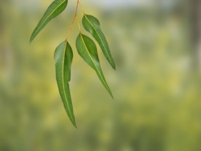 Crédito Shutterstock