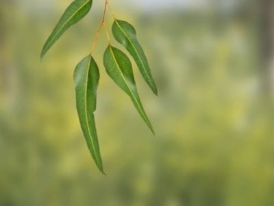 Crédito Shutterstock