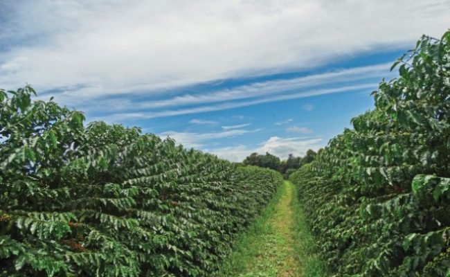 Coffee plantation located in Brazil on a blue sky day