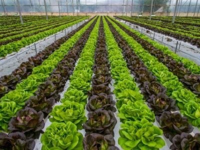 Lettuce,Hydroponic,Crops,In,Greenhouse