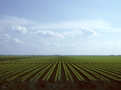 Crédito Shutterstock -