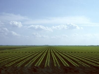 Crédito Shutterstock -