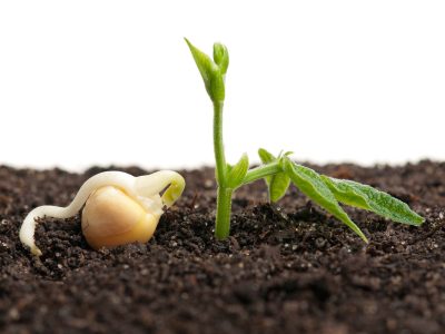 Crédito Shutterstock