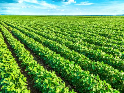 Foto-01-Crédito-Shutterstock