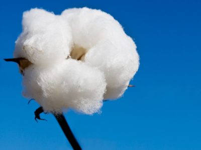 Foto-01-Crédito-Shutterstock