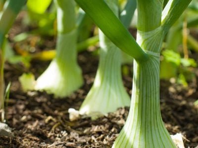 Cebola - Crédito: Shutterstock