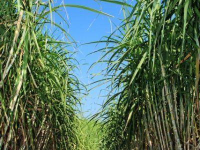 Crédito Shutterstock