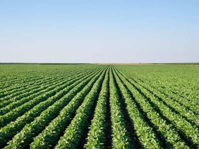 Crédito Shutterstock