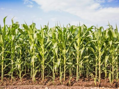 Crédito Shutterstock