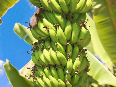 Crédito Shutterstock