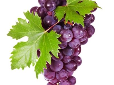 Crédito Shutterstock